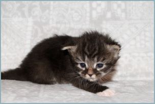 Male Siberian Kitten from Deedlebug Siberians